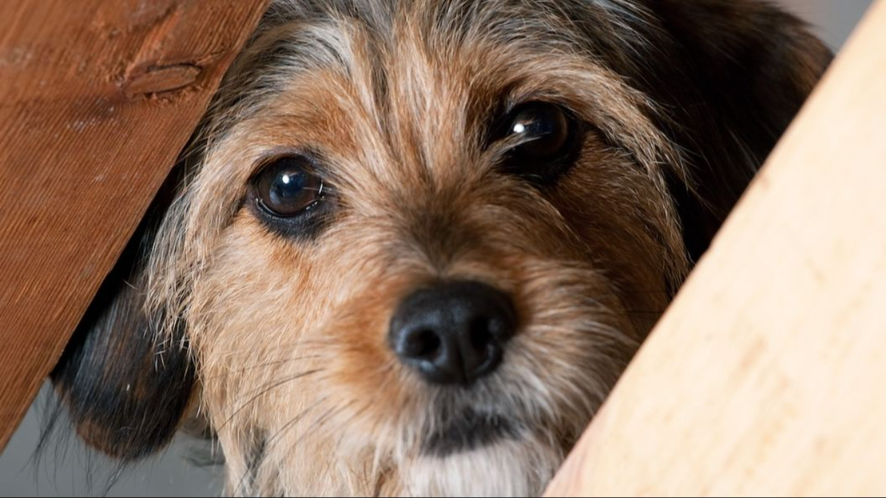 IS GUILT STOPPING YOU FROM SAYING “NO?”